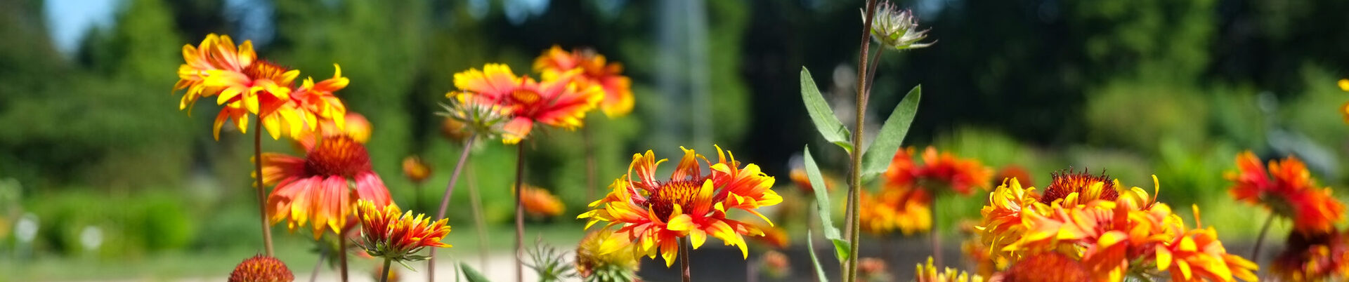 Sommerblumen im Botanischen Garten