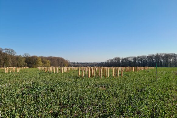 Im Naturschutzgebiet „Siebengebirge“ am Schleifenfelsweg wird eine rund 6,5 Hektar große Fläche aufgeforstet. Die zuvor landwirtschaftlich genutzte Fläche schließt so mit der Zeit eine bisherige Lücke im Wald und wird ökologisch aufgewertet. Der entstehende Laubmischwald und der Humusaufbau im Boden tragen zur natürlichen CO2-Bindung bei. Der Landesbetrieb Wald und Holz NRW und die Stadt arbeiten dabei eng zusammen. 