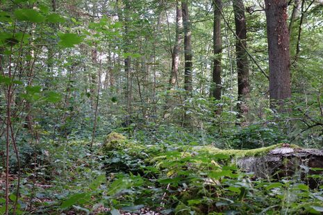 Blick in den Stadtwald mit mossbegrüntem Boden und belaubten Bäumen