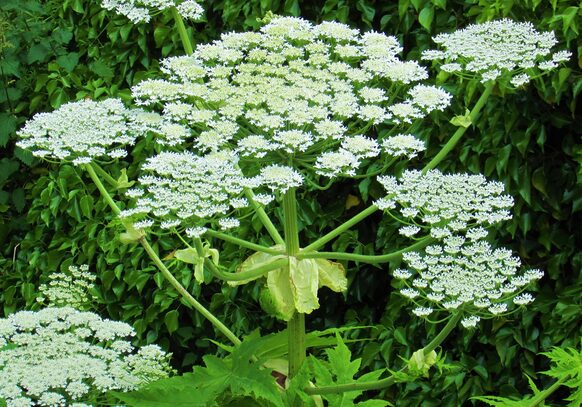 Das Bild zeigt Blüten und Stängel eines Riesenbärenklaus.