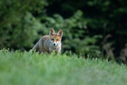 Ein Fuchs auf einer Wiese vor Bäumen.