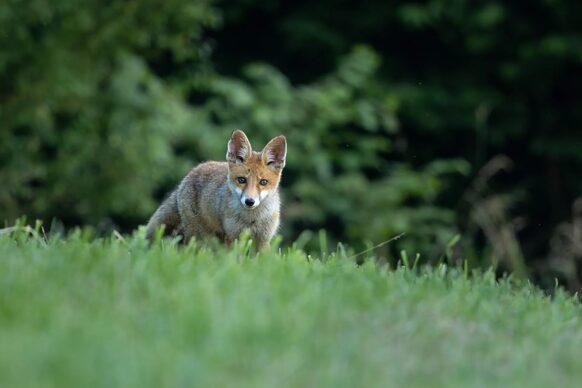 Ein Fuchs auf einer Wiese vor Bäumen.