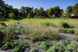 Blumen und eine große Wiese