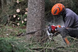 Ein Holzfäller sägt mit einer Motorsäge einen Baum an