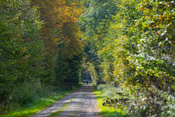 Herbststimmung im Kottenforst