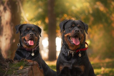 Zwei Rottweiler