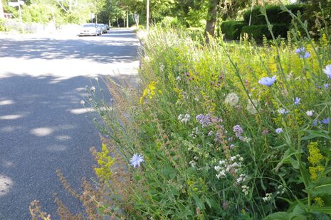 Ein blühender Wiesenstreifen am Straßenrand