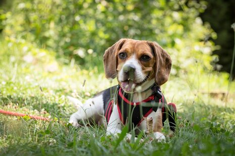 Ein Hund (Beagle) liegt auf einer grünen Wiese.