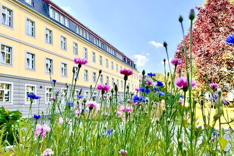 Bunte Sommerblumen in einem Beet hinter der Volkshochschule Bonn