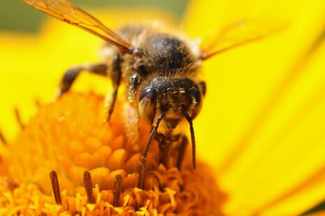 Biene sitzt auf einer Blüte