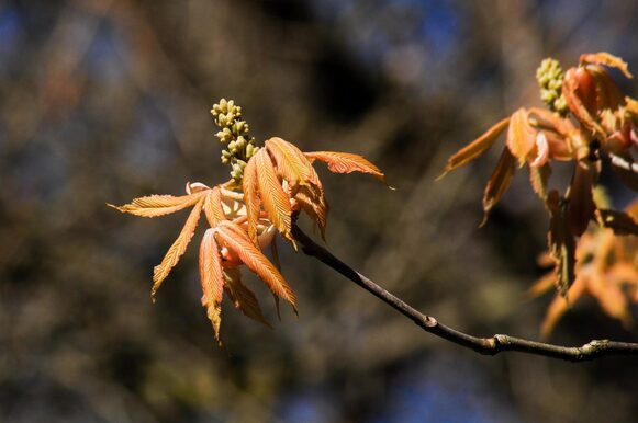 Kupferfarbene Blätter und Blüte der Carolina-Rosskastanie