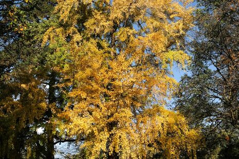 Ein Ginkgo