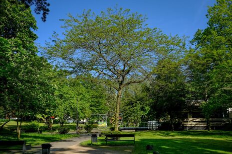 Ein grüner Baum im Stadtpark Bad Godesberg