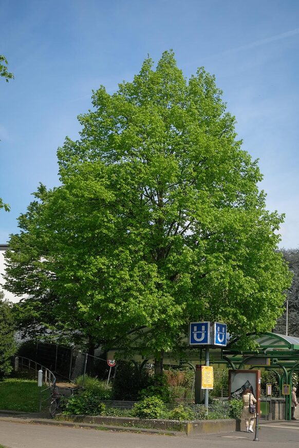 Die Linde am Eingang zum Stadtpark Bad Godesberg
