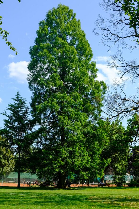 Ein Urweltmammutbaum