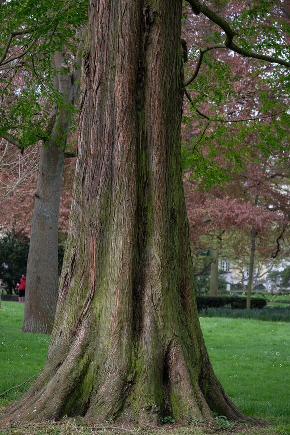 Der Stamm eines Urweltmammutbaumes