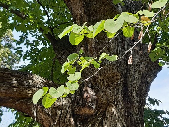 Blätter und Stamm eines Trompetenbaums