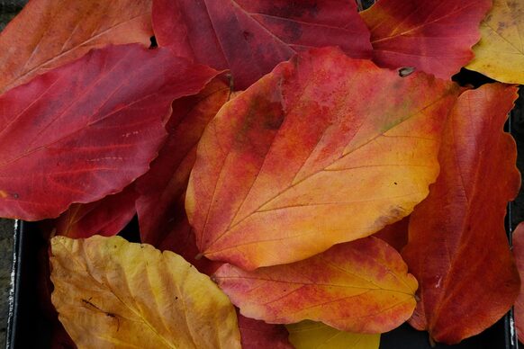 Herbstlich gefärbte Blätter des Eisenholzbaumes