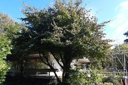 Ein Eisenholzbaum