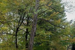 Ein grüner Baum, dessen Laub sich leicht gelblich verfärbt