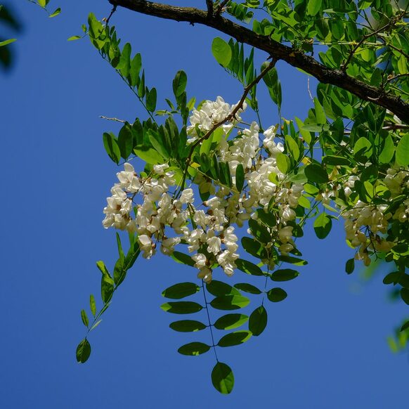 Die weißen Blüten einer Robinie