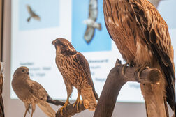 Museum Koenig, Bonn