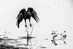 Das Ausstellungsbild "Senkrechtstart" zeigt einen Vogel, der aus dem Wasser abhebt