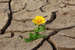 Symbolbild: ausgetrocknete Erde mit Blume