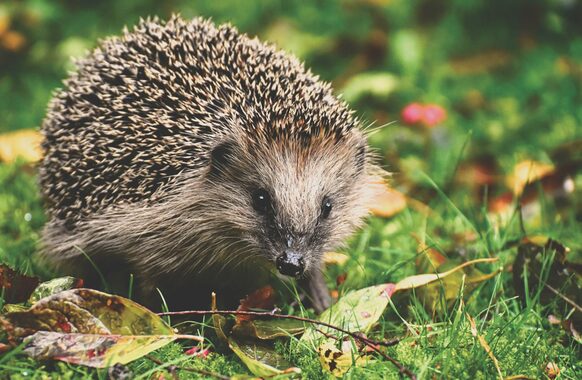 Ein Igel.