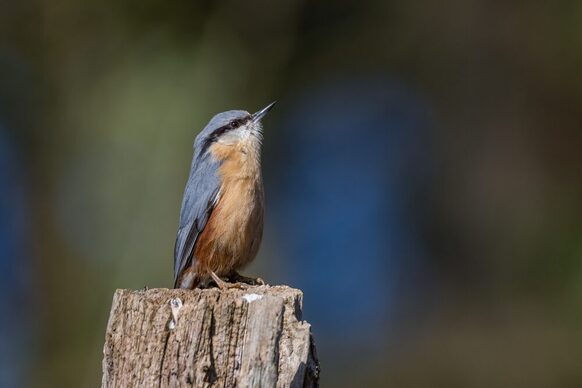 Das Bild zeigt den Vogel Kleiber auf einem Baumstumpf.