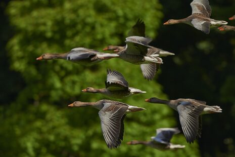 Das Bild zeigt ein Fluggruppe von nach Süden fliegenden Vögeln.