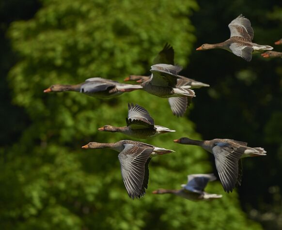 Das Bild zeigt ein Fluggruppe von nach Süden fliegenden Vögeln.