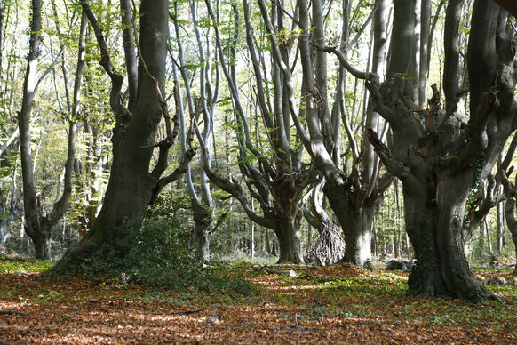 Das Foto zeigt Bäume im Wald.