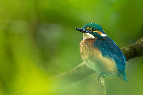 Auf dem Foto ist ein bunter Vogel auf einem Ast zu sehen.