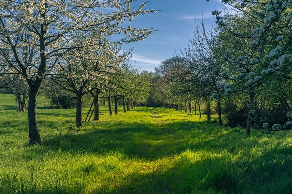 Das Foto zeigt eine grüne Wiese mit einer Baumallee. Die Sonne scheint auf das Gras.