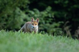 Ein Fuchs geht über eine Waldwiese