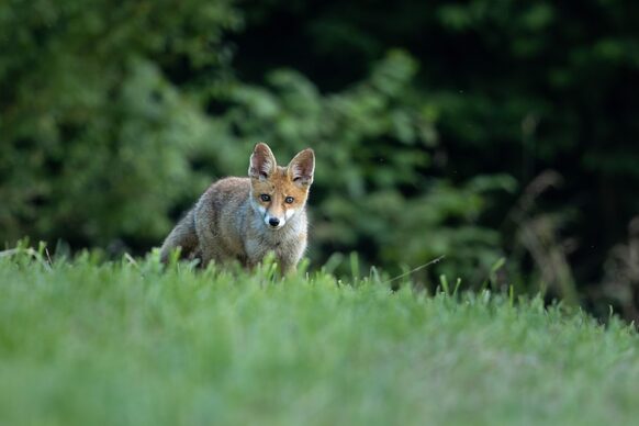 Fuchs läuft über eine Wiese