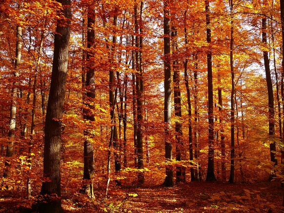 Ein herbstlicher Wald.